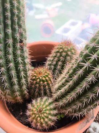 1 pollone trichicereus rosso