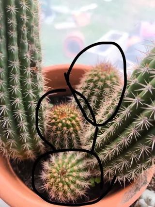 1 pollone trichicereus rosso