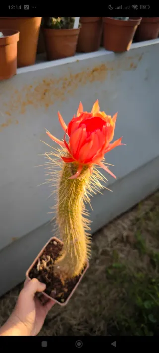 1Pianta madre trichicereus rosso huasca