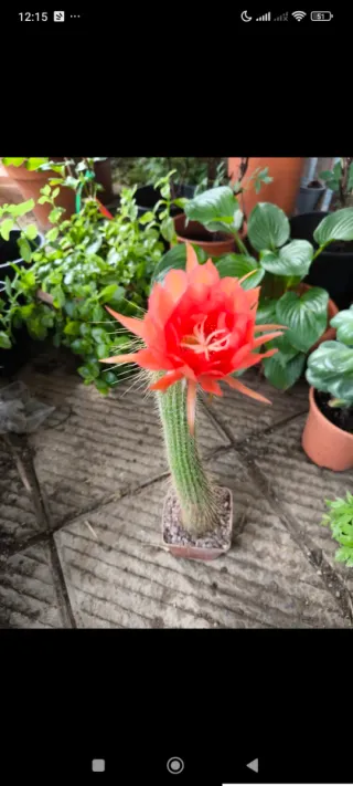 1Pianta madre trichicereus rosso huasca