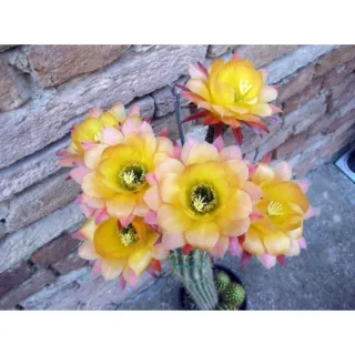 1 Vaso trichicereus Orange - Pianta