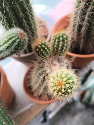 1 Vaso trichicereus Orange - Pianta