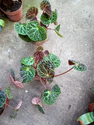 Lote 5 begonia