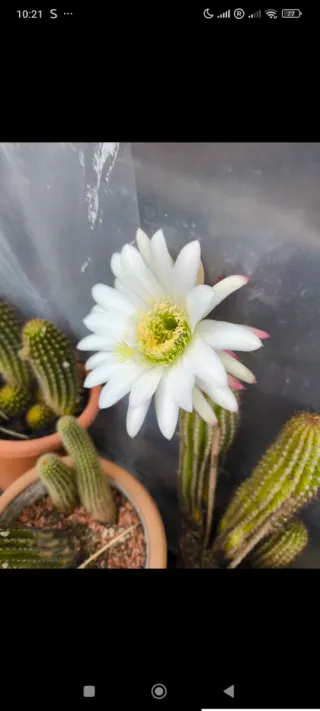 1 pollone trichicereus bianco grande