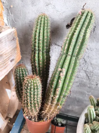 1 pollone trichicereus bianco grande