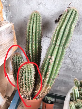 1 pollone trichicereus bianco grande