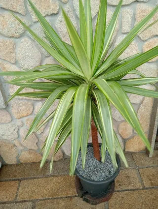 Yuca bicolor planta