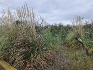 Desbrosar  campos y parcelas