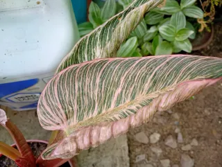 Philodendron Pink