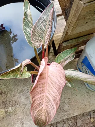 Philodendron Pink