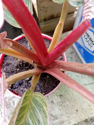 Philodendron Pink