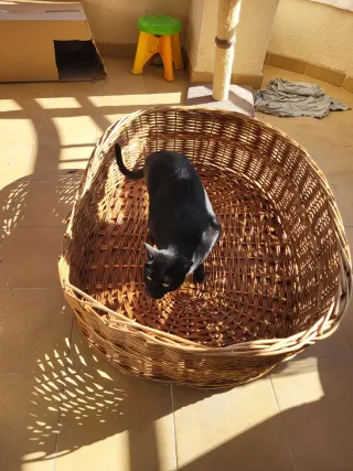 Cama  mimbre grande para mascotas