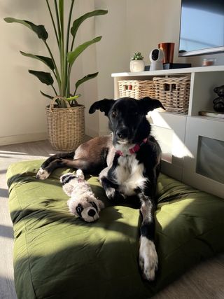 Cama impermeable para perro grande