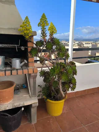 Maceta grande en macetero barro.