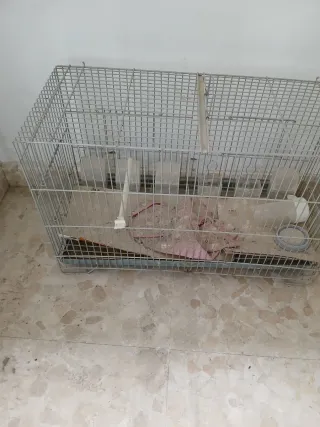3 Jaulas para pájaros - 15€