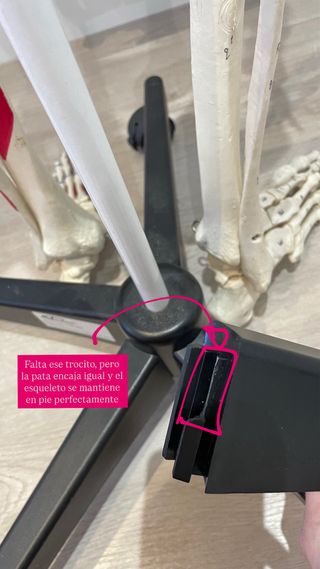 Esqueleto Anatómico Tamaño Real