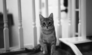 Nikon F2 DP2 Cámara Analógica Vintage