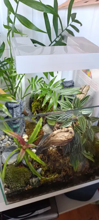 Terrario con luz led