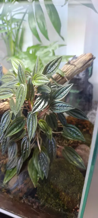 Terrario con luz led