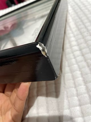 Ejemplar real de araña Lycosa tarantula