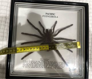 Ejemplar real de araña Lycosa tarantula