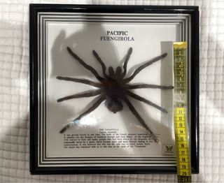Ejemplar real de araña Lycosa tarantula
