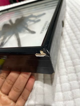 Ejemplar real de araña Lycosa tarantula