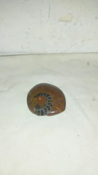 Fosil Ammonites Antiguo Joya Decoración Colgante