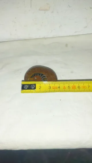 Fosil Ammonites Antiguo Joya Decoración Colgante