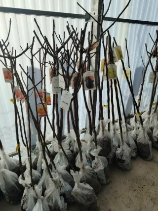 Árboles de Higuera en cepellón