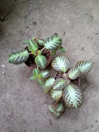 Lote 2 episcia