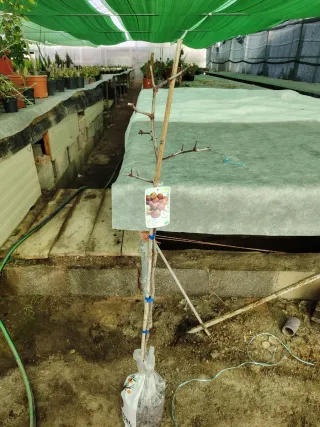 Árbol de Azufaifo en cepellón