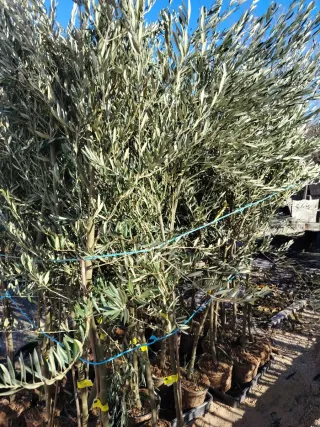 Árboles de Olivo en Maceta