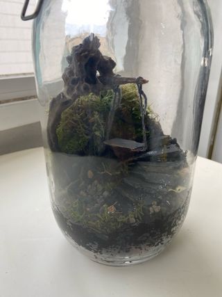 Terrario Ecosistema Decoración Natural