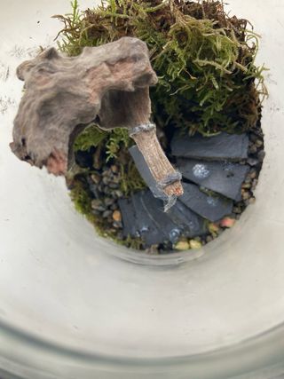 Terrario Ecosistema Decoración Natural