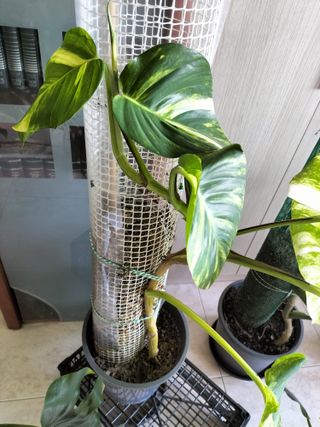 Pothos Gigante Variegada