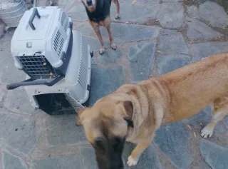 Transportín Perro Grande 50x70x51 + otro de regalo