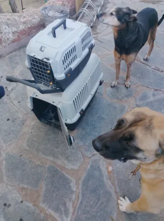 Transportín Perro Grande 50x70x51 + otro de regalo