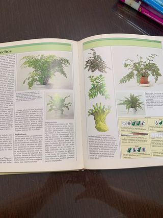 Plantas de interior una guía sencilla para la c...