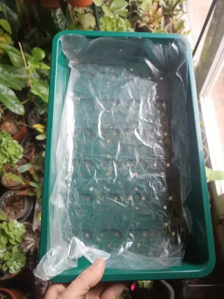 Propagador/invernadero 37'5 cms