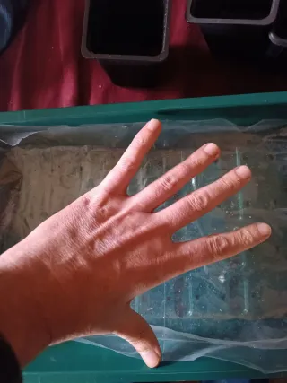 Propagador/invernadero 37'5 cms