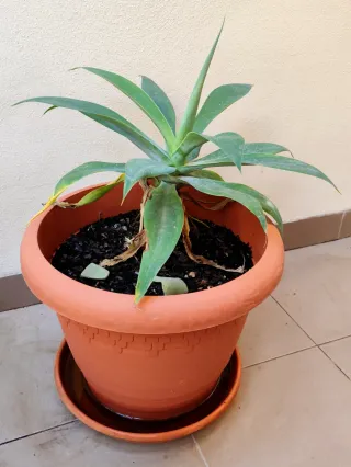 Planta Agave Cuello de Cisne