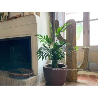 Cactus de esparto natural