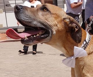 CUIDADORA CANINA, Guardería día Hostal 24H, Paseos