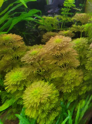 Ambulia. plantas de acuario
