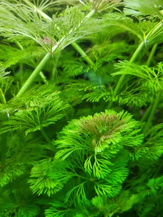 Ambulia. plantas de acuario