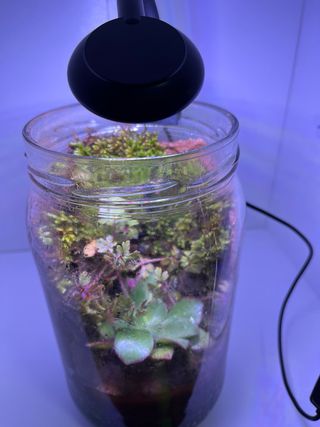 Luz LED para acuario/paludario