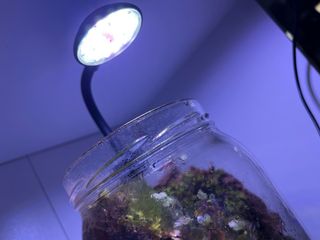 Luz LED para acuario/paludario