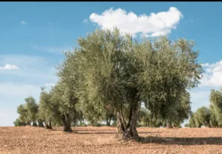 Poda de olivos profesional