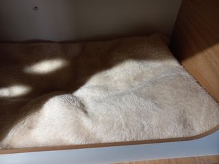 CASITA-CAMA GATOS SEMINUEVA